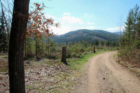 The gravel and muddy forest road in the countryside in south Bohemia in Czech Republic pictured during the bright sunny spring day. 