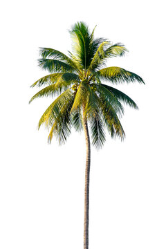 coconut leaves on white for background, Palm leaves tree for the garden decoration illustrations