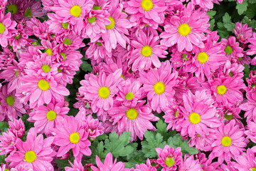 Fototapeta premium pink flowers background