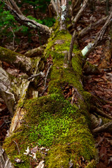 深い森の中の苔に覆われた倒木。