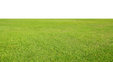 Obraz na płótnie Canvas fresh green grass lawn isolated on white background