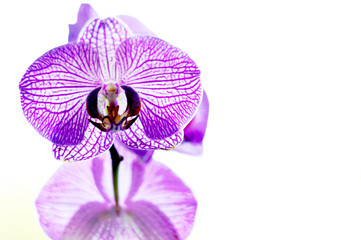 Fototapeta na wymiar Purple phalaenopsis, phalaenopsis or falach orchid flower on white background. On the left are phalaenopsis flowers with purple veins. Selective focus. There is a place for your text.
