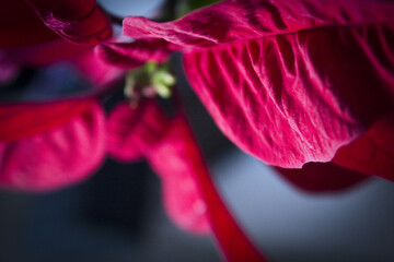 Poinsettia in red