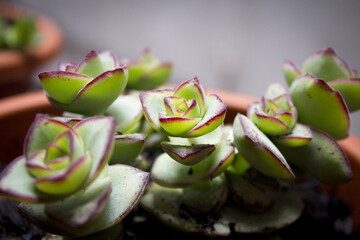 Succulent plant with rose shaped ramifications