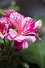 Naklejka premium Geranium flower in white and pink colors