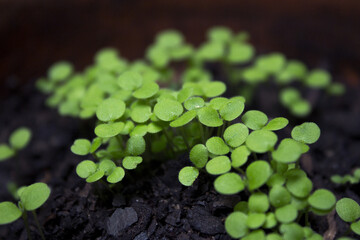 Germinated blue alps miosotis plant