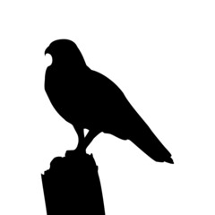 Silhouette of a bird perching on a twig