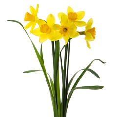 Beautiful blooming yellow daffodils on white background