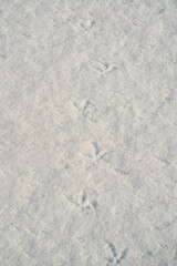 Obraz premium the tracks from a black grouse in the courtship on the snow