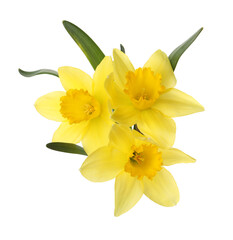 Beautiful blooming yellow daffodils on white background © New Africa