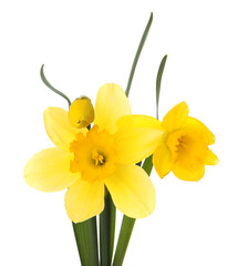 Beautiful blooming yellow daffodils on white background