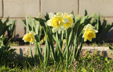 Beautiful daffodils growing in garden on sunny day