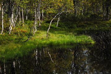 Fototapeta na wymiar A pond in the woodland reflecting fresh green colors of trees and the grass.