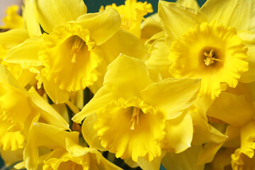 Obraz na płótnie Canvas Beautiful daffodils as background, closeup. Fresh spring flowers