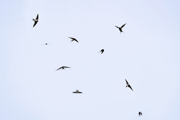 Fototapeta premium a group of flying swallows in the air in spring
