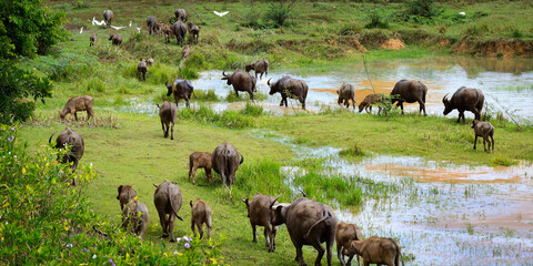 group of water buffalo in  field