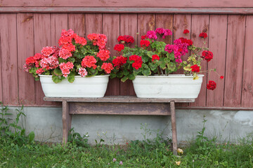 Obraz premium Petunia flowers in potted vases on the street of a poor wooden house.