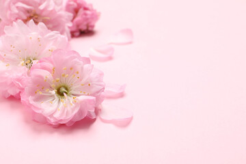 Naklejka na ściany i meble Beautiful sakura tree blossoms on pink background, closeup. Space for text