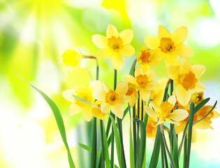 Obraz premium Beautiful blooming yellow daffodils outdoors on sunny day