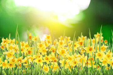 Beautiful blooming yellow daffodils outdoors on sunny day