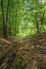 footpath through ancient beech forest in dappled light. beautiful nature of carpathians in summer