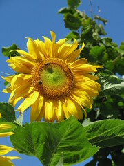 Sunflower on blue background with bee in the sunny day yellow flower
