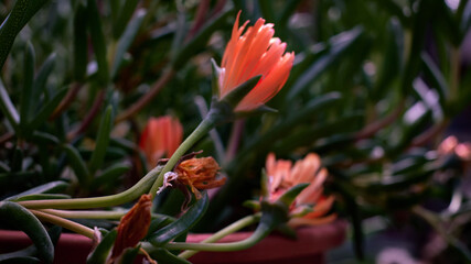 Close up of orange flowers of carpobrotus edulis a succulent flowering plant.