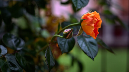 Obraz premium Orange rose on green leaf background. Soft focus.
