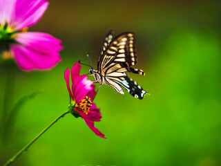 butterfly on flower