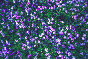 Closeup of beautiful wild meadow with bright purple grass flowers. Natural countryside landscape. Spring blossom. Summer color. Sunny day. Vintage outdoors nature.