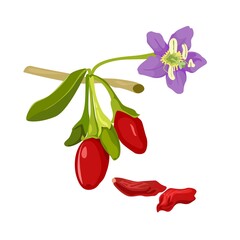 Goji plant flower and berry with leafs. Wolfberry or barbarum fruit. Vector