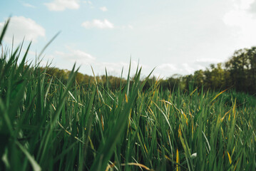 Fototapeta premium Vintage grass view