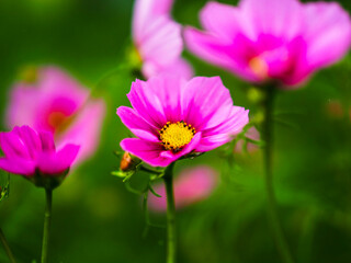 Fototapeta premium pink cosmos flowers
