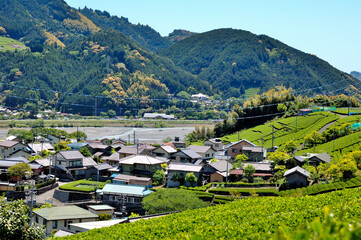 お茶畑に囲まれた村の風景