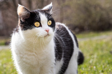 Naklejka na ściany i meble A beautiful adult young black and white cat with big yellow eyes is in the garden in summer