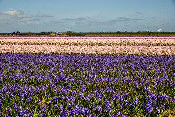 Field of hyacinths in different colors near Julianadorp