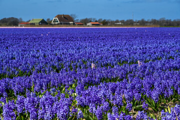 Field of purple hyacinths.