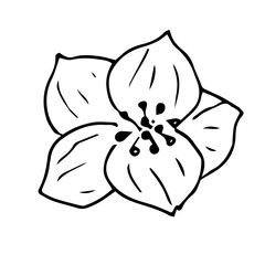Jasmine flower, vector illustration, hand drawn sketch