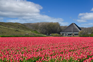 A field of blooming red tulips with dunes and a farm with thatched roof on the background, Julianadorp, Netherlands.