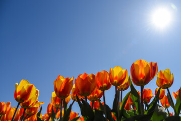 Orange tulips against a blue sky with sun and backlight. Julianadorp, the Netherlands.