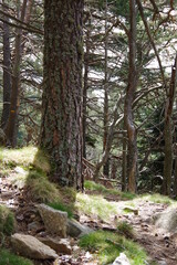 Sentier de randonnée en forêt et balisage en sous bois