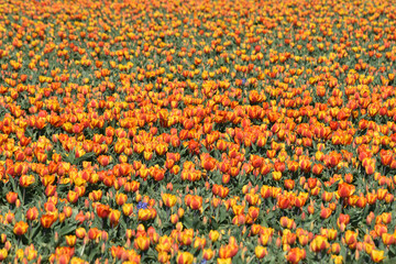 Den Helder, the Netherlands - April 21, 2021. Field of blooming tulips near Julianadorp, the Netherlands