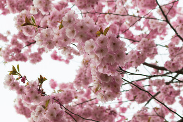Blooming with pink flowers of Japanese cherry tree sakura