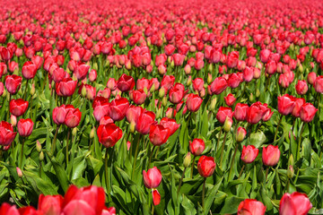 A blooming field of red tulips near Julianadorp, the Netherlands.
