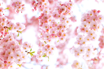 Amazing pink cherry blossoms on the Sakura tree. Beautiful spring tree.
