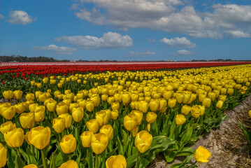 Blooming fields of red and yellow tulips near Julianadorp, the Netherlands.