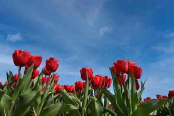 Blooming red tulipa from frog perspective near Julianadorp, the Netherlands.