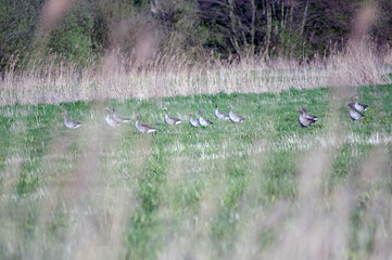 Dzikie kaczki stado zgromadzone na zielonej polanie - obrazy, fototapety, plakaty