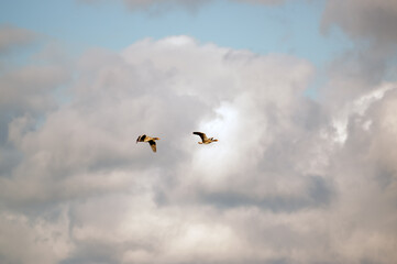 Ujęcie z dołu dwóch lecących kaczek z rozpostartymi skrzydłami w pięknym oświetleniu na tle błękitnego nieba - obrazy, fototapety, plakaty