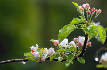Apfelblüte, Apfelbaum, Blüte, Ast, Zweig, blühender Zweig, 